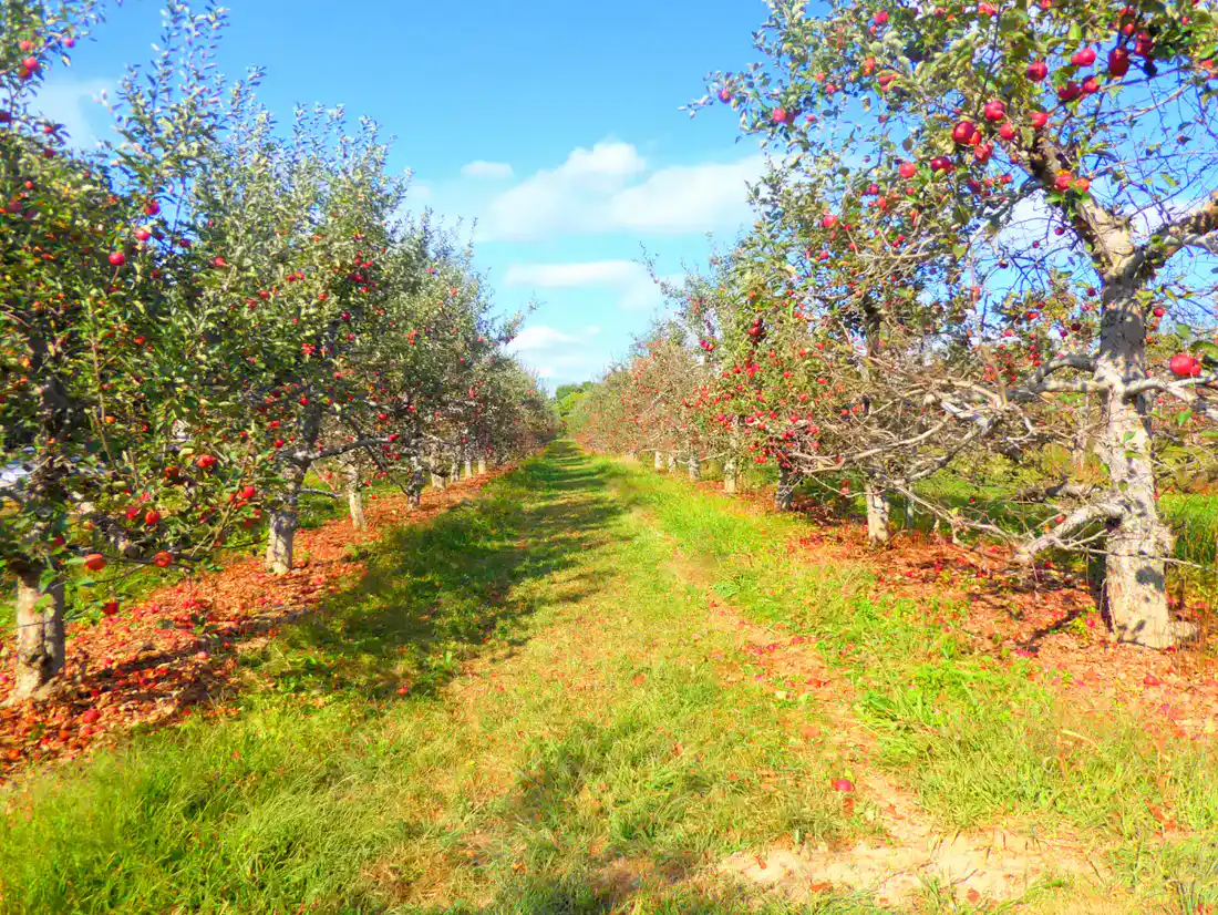 Rows of apple trees in a New York orchard